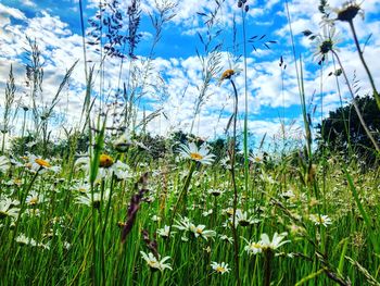 Close-up of flowering plants on field against sky