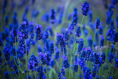 Close-up of lavender blooming outdoors