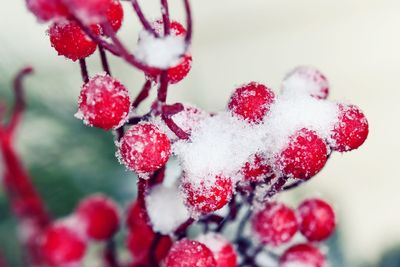 Close-up of frozen fruits hanging on tree