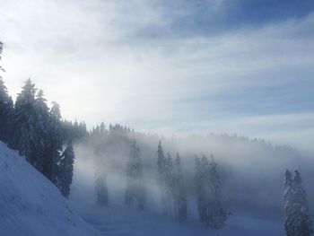 Trees on snow covered landscape against sky