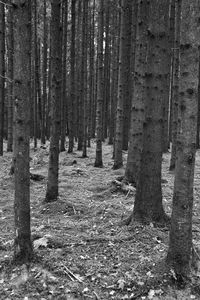 Trees growing in forest