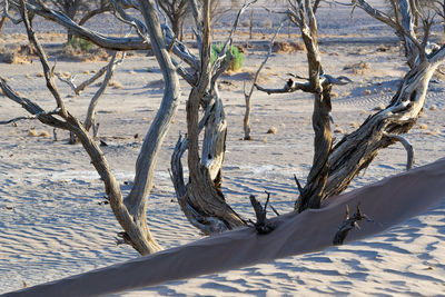 Close-up of bare tree in winter