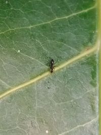 High angle view of insect on leaf