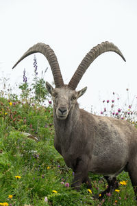 Close-up of goat