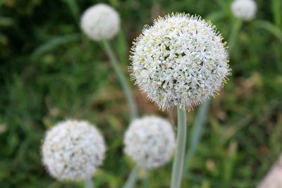 Close-up of white flowering plant on field