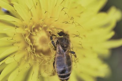 Close-up of bee pollinating on flower