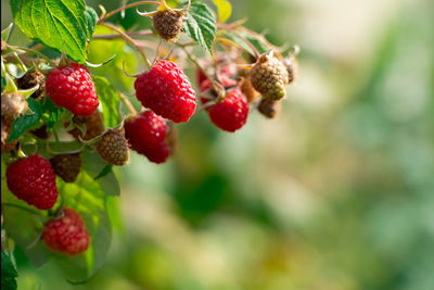 Close-up of strawberries