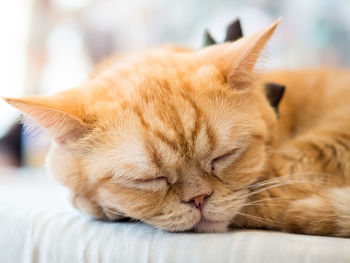 Close-up of cat sleeping