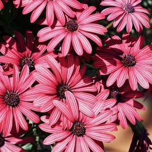 Close-up of pink flowers