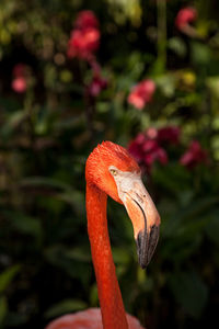 Close-up of a bird