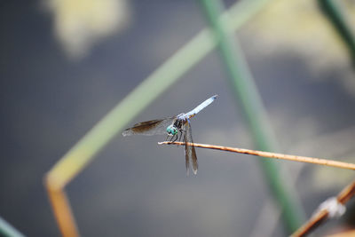 Close-up of dragonfly