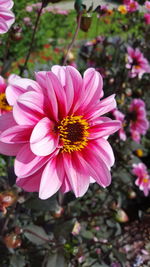 Close-up of pink flower blooming outdoors