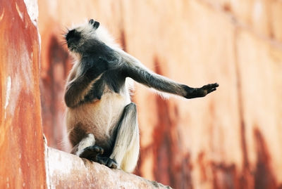 Low angle view of langur sitting on retaining wall
