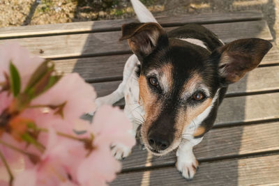 Close-up of dog