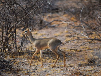 Small klipspringer antelope, shaba game reserve, northern kenya, kenya