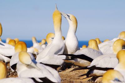 Gannets perching on sea shore against sky