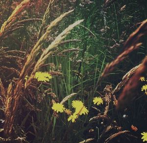 Close-up of yellow flowers growing in field