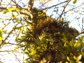 Close-up low angle view of leaves