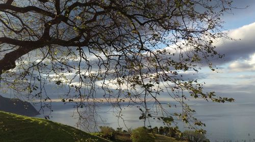 Scenic view of sea and sky with tree in foreground