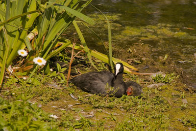 Duck in a lake