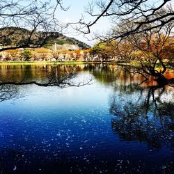 Reflection of trees in lake