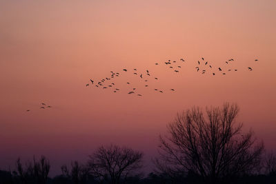 Skein of canada geese against sunset sky