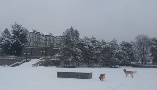 View of an animal on snow covered landscape