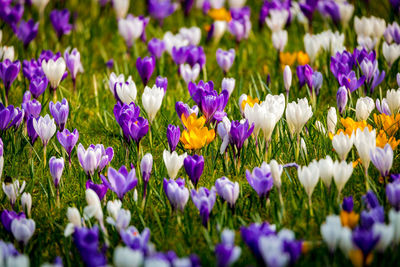 Close-up of purple flowers blooming in field