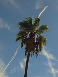 Low angle view of trees against cloudy sky