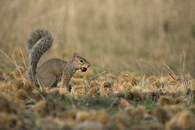 Grey squirrel collecting chesnuts on a sunny day