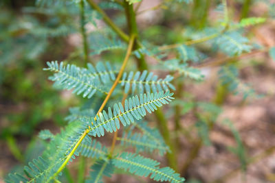 Close-up of fern