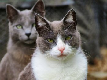 Close-up portrait of cat