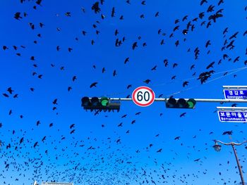 Flock of silhouette birds flying over road signal against clear blue sky