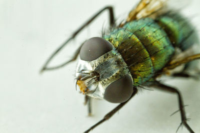 Close-up of insect
