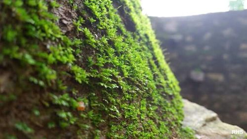 Close-up of moss on rock