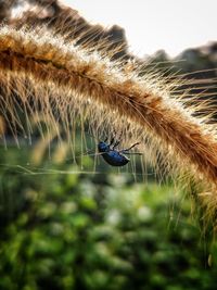 Close-up of insect on spider web