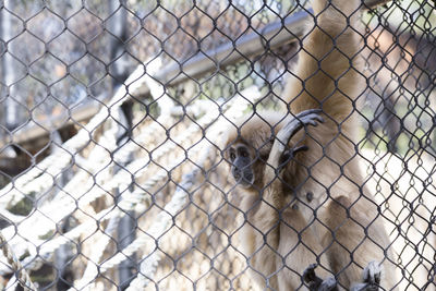 View of chainlink fence in zoo