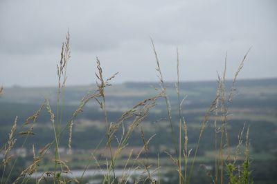 Close-up of grass growing on beach