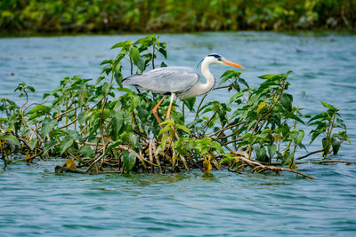 Bird on a lake