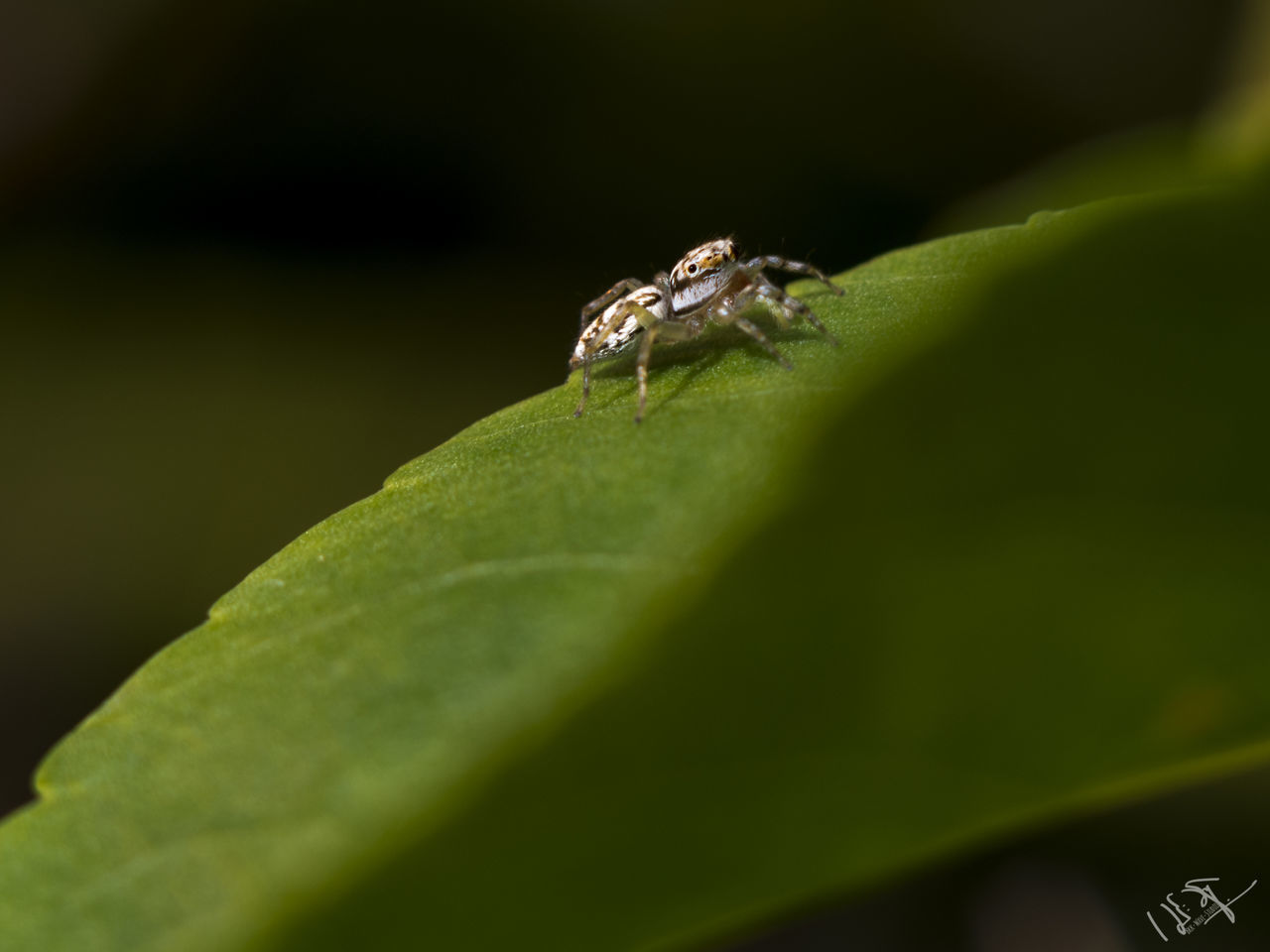 INSECT ON LEAF