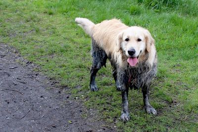 Portrait of dog standing on field