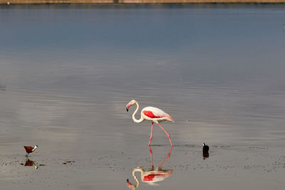 The greater flamingo in amboseli