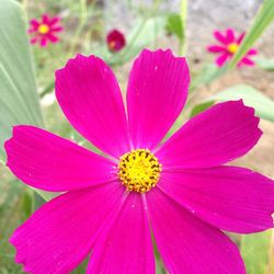 Close-up of pink flower