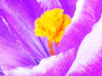 Full frame shot of fresh purple flower