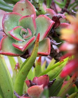 Full frame shot of prickly pear cactus