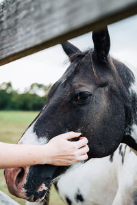 Close-up of a horse