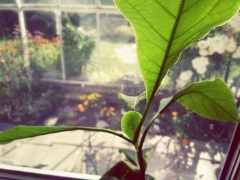 Close-up of potted plant