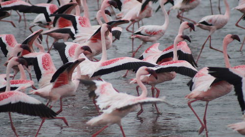 Scenic view of flamingos in mud