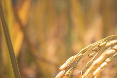 Close-up of stalks in field