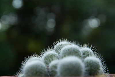 Close-up of succulent plant